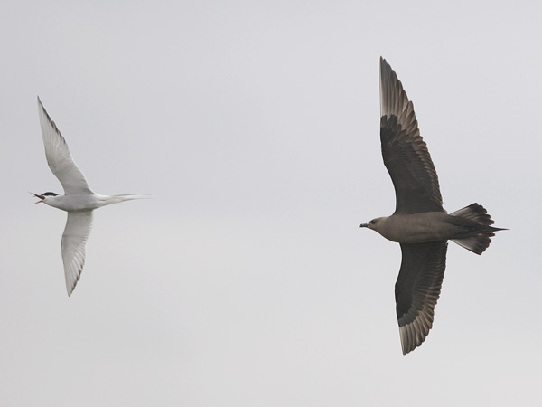 Merikihu, Parasitic Jaeger, Stercorarius parasiticus